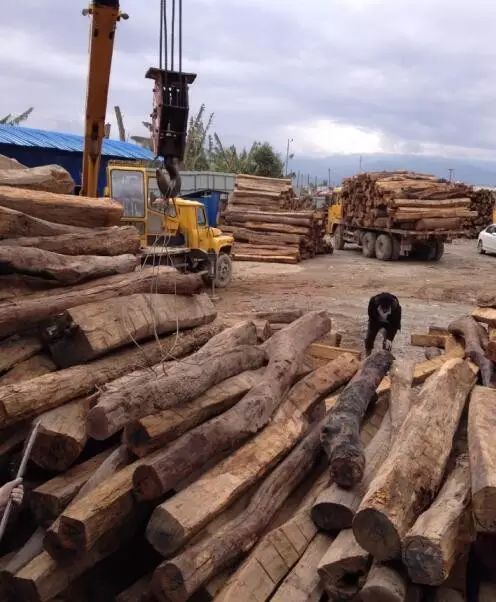 緬甸花梨憑什么,價格一路上漲.... 緬甸花梨憑什么,價格一路上漲....