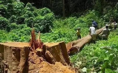 緬甸花梨（大果紫檀）逐漸成為紅木家具的“主力軍”。